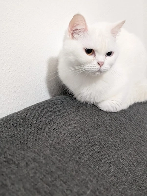 BKH katze mit zwei verschiedenen Augenfarben 