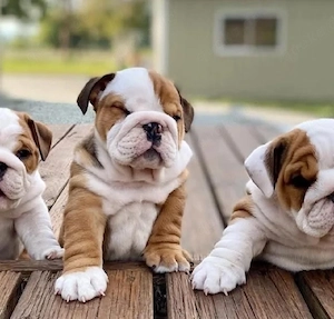 entzückende englische Bulldoggenwelpen zu verkaufen Bild 3
