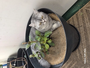 Deckkater britisch kurzhaar 