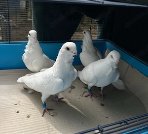 kosovo Mövchen, Takla Ala (Sharc, Gjymli) Tauben