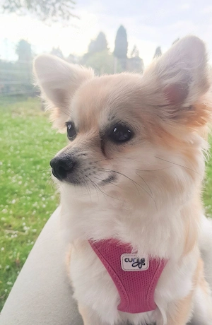 Pomchi   Chihuahua- Pomeranien Mischling