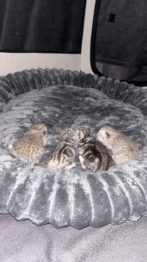 BKH Kitten ab Juli abzugeben