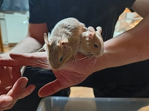 Degujungs suchen neues Zuhause