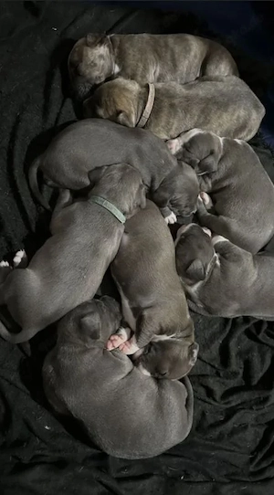 American Bully - Holländischer Schäferhund Welpen 