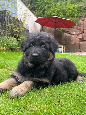Deutsche Schäferhundwelpen Langhaar