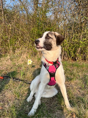 Hübscher lieber Rüde Mikky 9 Monate sucht sein für immer Plätzchen 