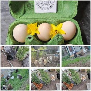 Bruteier Seidenhühner Zwerge und große gemischt 