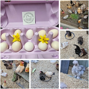 Bruteier Serama Silked-Serama 