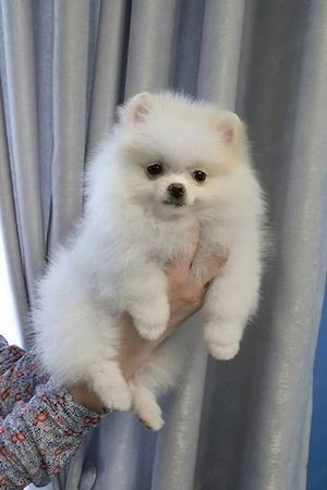 Teacup-Pomeranian-Welpe