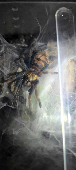 chromatopelma cyaneopubescens