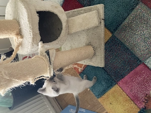 Ein sehr anhängliches Siam-Kätzchen sucht eine neue liebevolle Familie