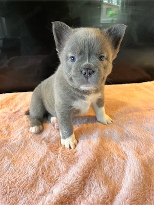 Französische Bulldogge Welpen mit Nase und Rute