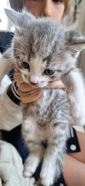 Kätzchen  italienische Kurzhaarig. 