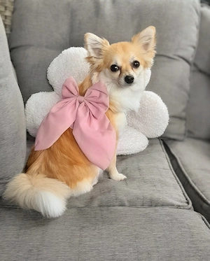 Pomchi   Chihuahua- Pomeranien Mischling