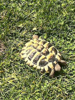 3 schildkröten zu verkaufen