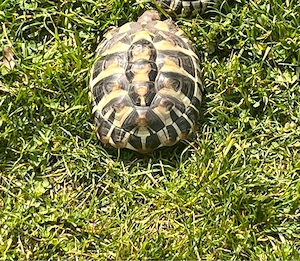 2 Griechische Landschildkröten zu verkaufen