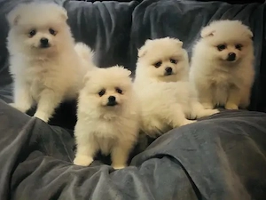 Zwergspitz-pomeranian welpen abzugeben.