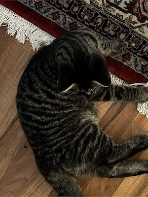 Kater (EKH) 