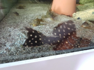 Kaktuswelse L-97 10cm