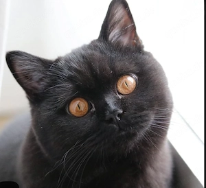 Britisch Kurzhaar Kater sucht liebevolles Zuhause 