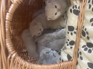 Süße Britisch Kurzhaar Kitten