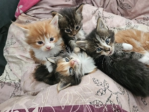 Maine Coon Kitten typvoll und liebevoll aufgezogen ab Juni 