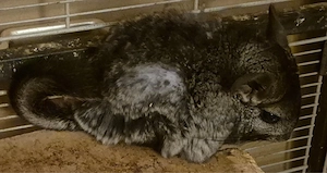 2 Chinchillas (weibliche Geschwister) mit großem Käfig dringend abzugeben