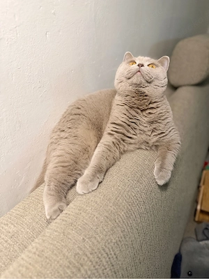     Wunderschöne reinrassige BKH lilac Britisch Kurzhaar Katze
