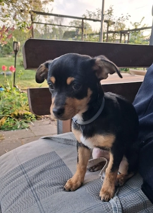 Chihuahua welpe 4  monate