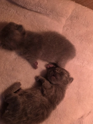 BKH Kitten abzugeben blue