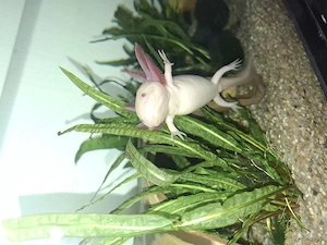 Axolotl in gute Hände zu verschenken