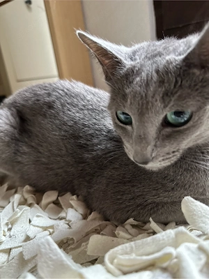 Russisch Blau Kitten aus liebevoller Hobbyzucht mit exzellentem Stammbaum abzugeben