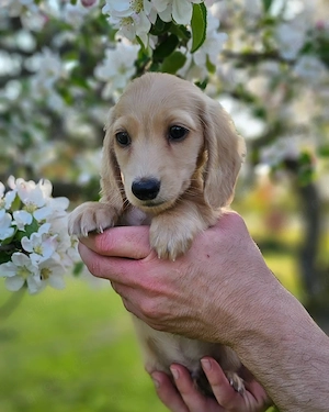 mein Dackelbaby Rama 