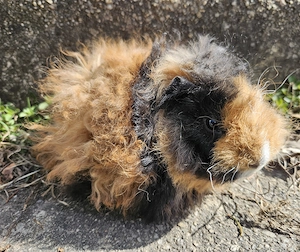 Lunkarya Meerschweinchen Bild 3