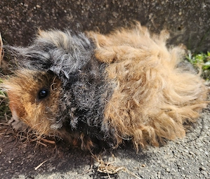 Lunkarya Meerschweinchen Bild 2