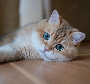Golden shaded Deckkater