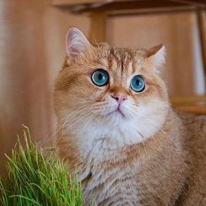 Golden shaded Deckkater