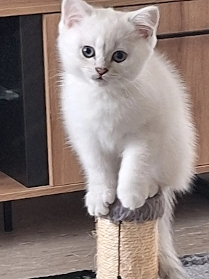 Kitten mit himmelblau Augen