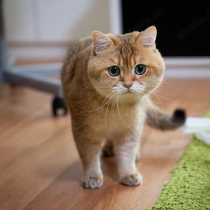 Golden shaded Deckkater