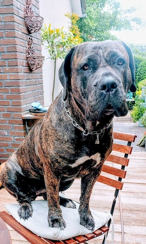 Presa Canario Hündin