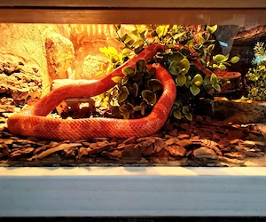 Verkaufe Terrarium mit kompletter Ausstattung und Fire Kornnatter (NZ24) Bild 7