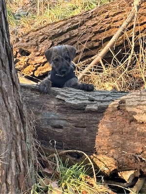 Kleiner Rüde sucht ....