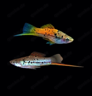 Rio Atoyac Schwertträger Xiphophorus helleri 