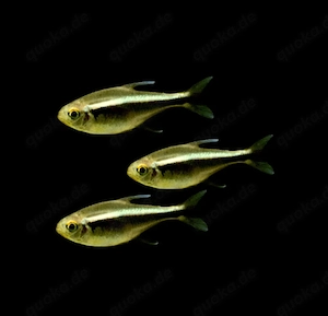Schwarze Neon Hyphessobrycon herbertaxelrodi 