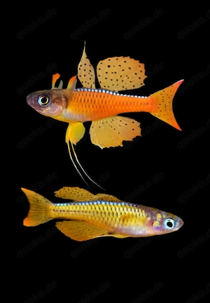 Paskai Blauauge Pseudomugil luminatus 