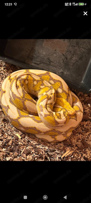 Dwarf Netzpython 1.0 dark lavender Auch Tausch