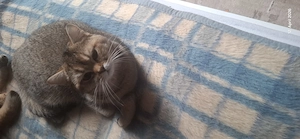 bkh Kater abzugeben  Bild 7