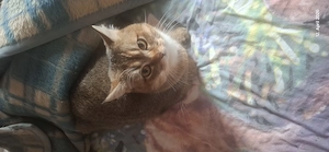 bkh Kater abzugeben  Bild 9