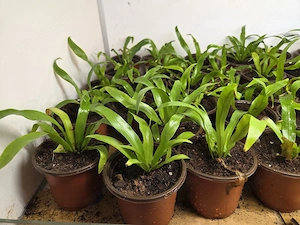 Farn fürs Terrarium 