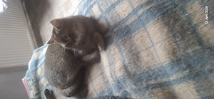 bkh Kater abzugeben  Bild 8